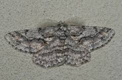 Megabiston plumosaria