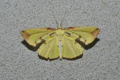 Corymica pryeri