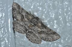 Megabiston plumosaria