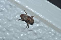 Pterolophia annulata