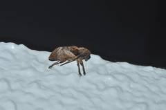 Pterolophia annulata