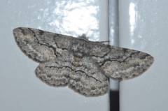 Megabiston plumosaria