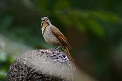 Cichladusa arquata