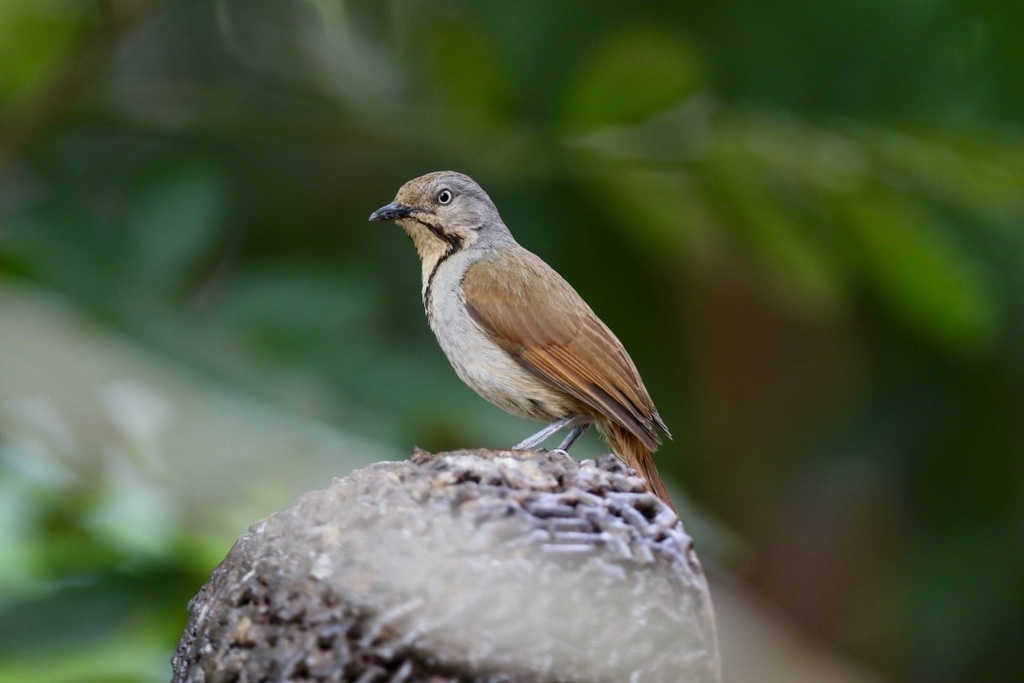 Collared Palm Thrush