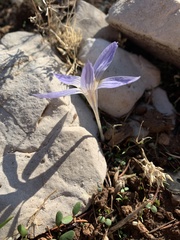 Crocus hermoneus