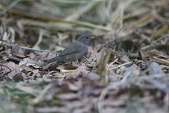 Lagonosticta nitidula