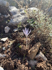 Crocus hermoneus