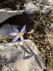 Crocus hermoneus