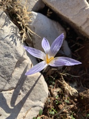 Crocus hermoneus