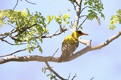 Oriolus auratus