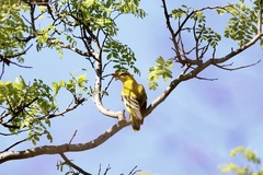 Oriolus auratus