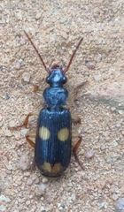 Macrocheilus