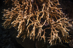 Millepora tenera