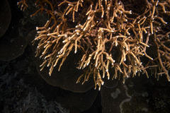 Millepora tenera