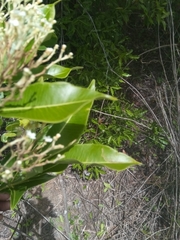 Stephanostegia hildebrandtii