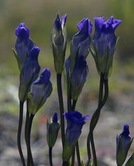 Gentianopsis detonsa nesophila