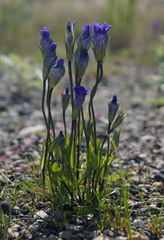 Gentianopsis detonsa nesophila