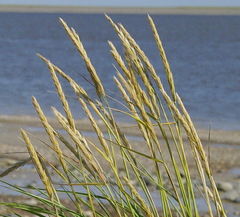 Leymus mollis mollis