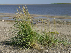 Leymus mollis mollis