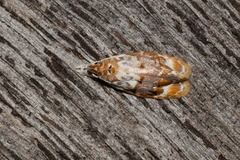 Piloprepes gelidella