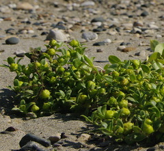 Honckenya peploides diffusa