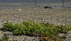 Honckenya peploides diffusa