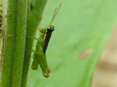 Liebermannacris dorsualis