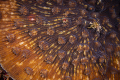 Mycedium elephantotus