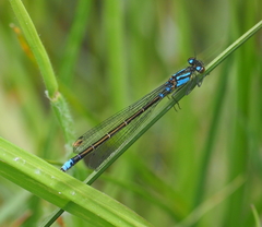 Cyanallagma interruptum