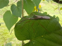 Homoeocerus angulatus