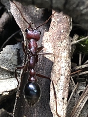 Myrmecia regularis