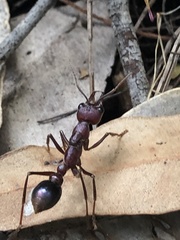 Myrmecia regularis