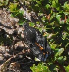 Synemon parthenoides