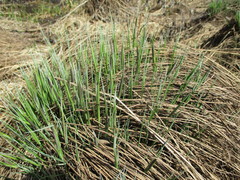 Carex cespitosa