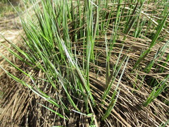 Carex cespitosa