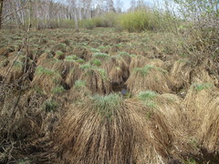Carex cespitosa
