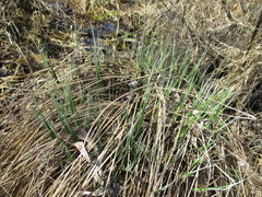 Carex cespitosa