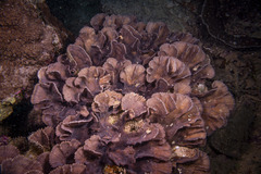 Pectinia paeonia