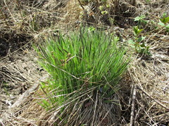 Carex cespitosa