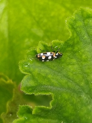 Eriopis connexa