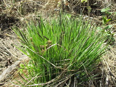 Carex cespitosa