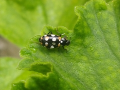 Eriopis connexa