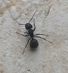 Camponotus