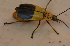 Chauliognathus
