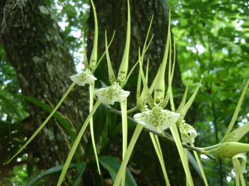 Image of Brassia verrucosa by (c) Tereso Hernández Morales, some rights reserved (CC BY)