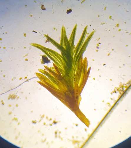 Image of Pseudocrossidium revolutum by no rights reserved