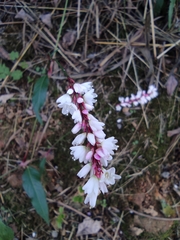 Persicaria jucunda