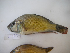 Astatotilapia