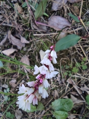 Persicaria jucunda