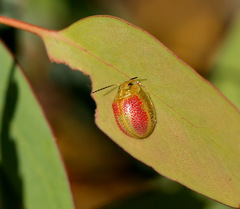 Paropsisterna fastidiosa